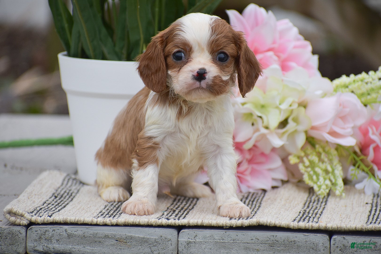 Cavalier King Charles Spaniel dogs Conner - Ad 1