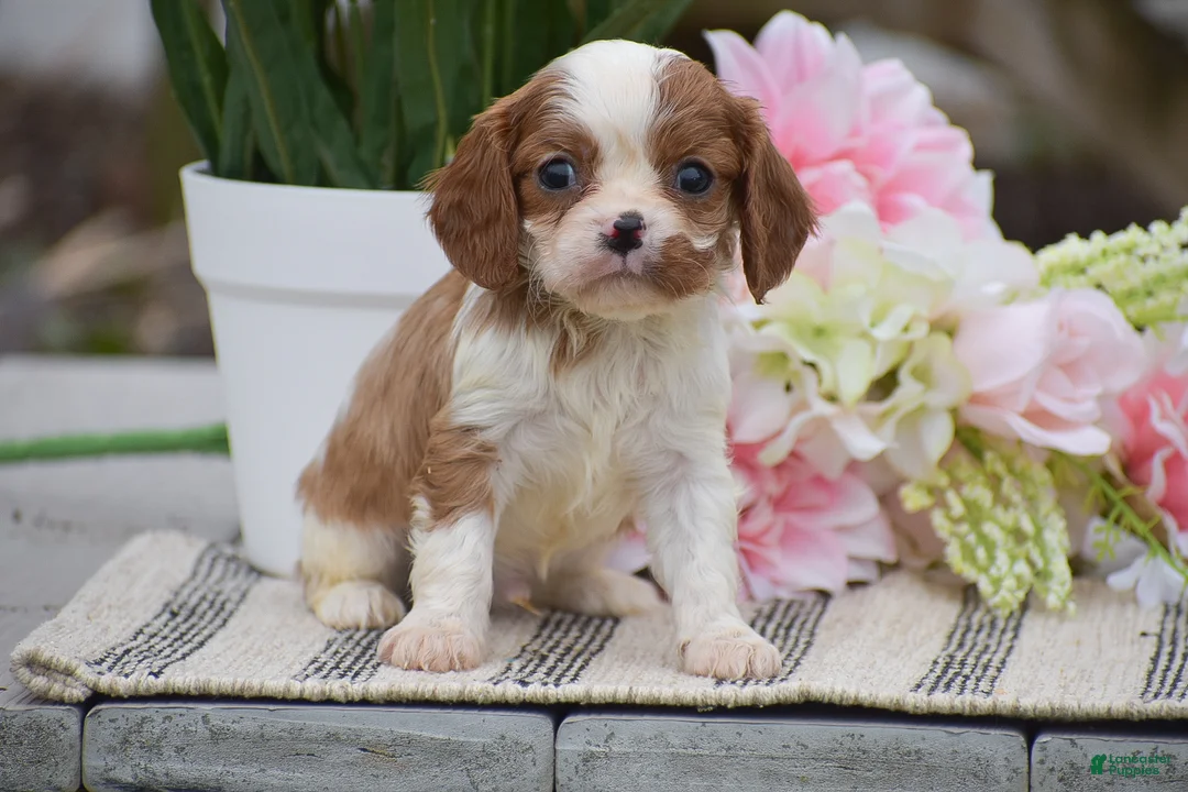 Cavalier King Charles Spaniel dogs for sale: Conner - Ad 1