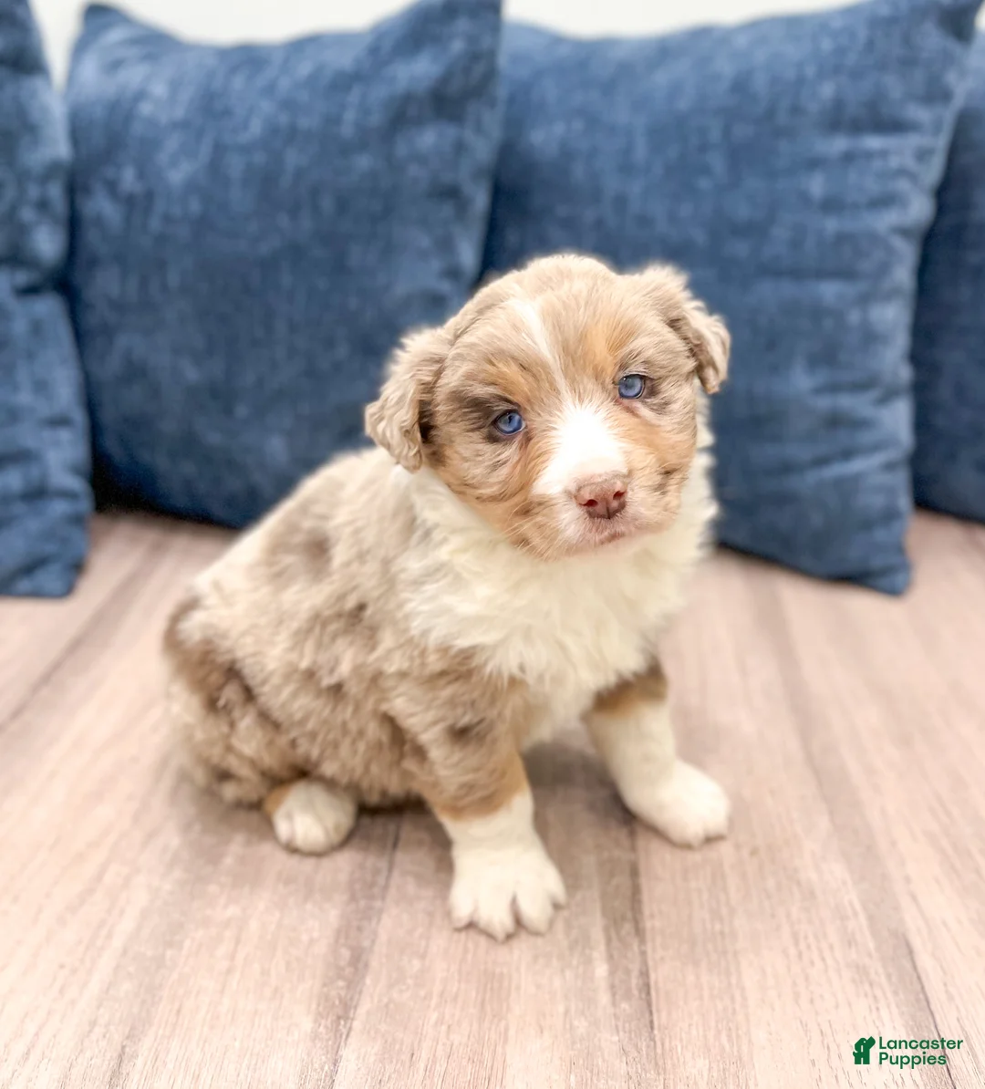 Australian Shepherd dogs for sale: Oliver - Ad 3