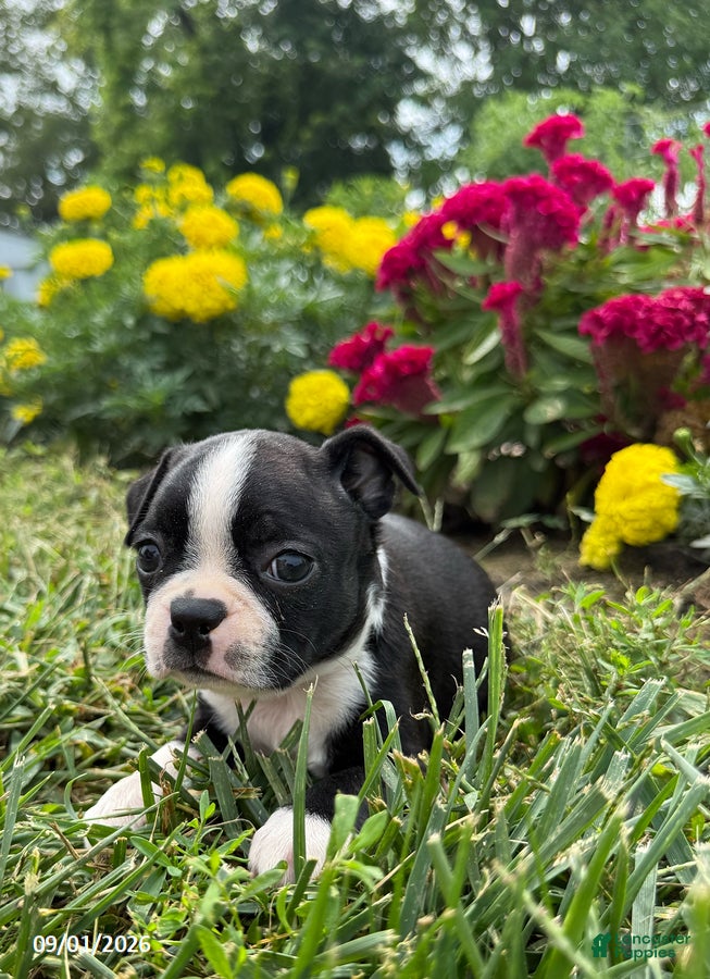 Boston Terrier dogs Heather - Ad 2