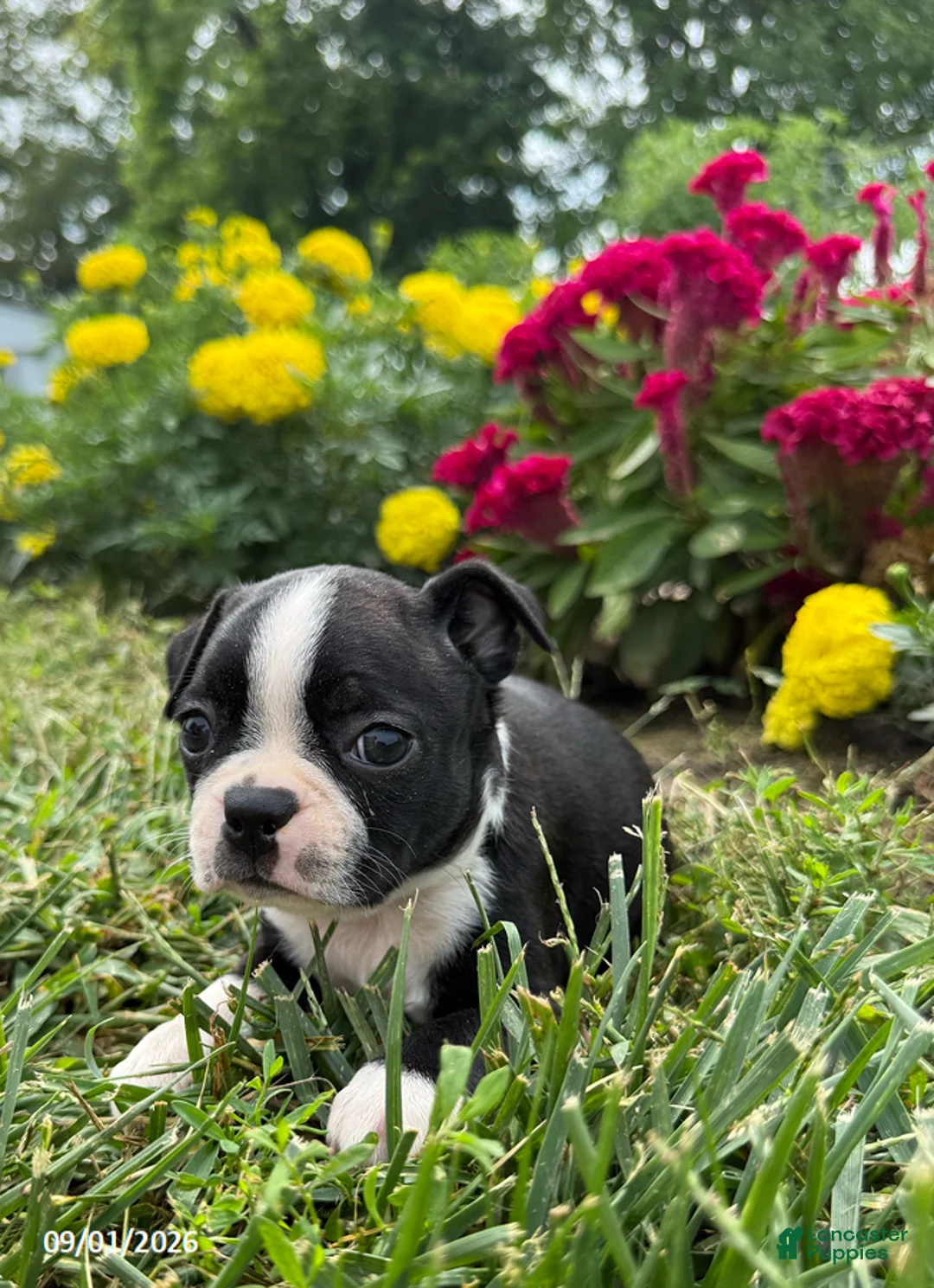 Boston Terrier dogs for sale: Heather - Ad 2