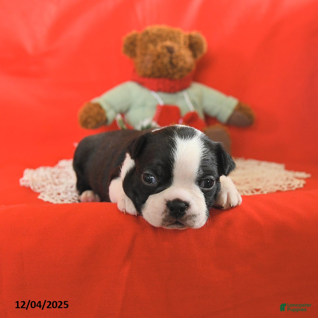 Boston Terrier dogs for sale: Prancer - Ad 4