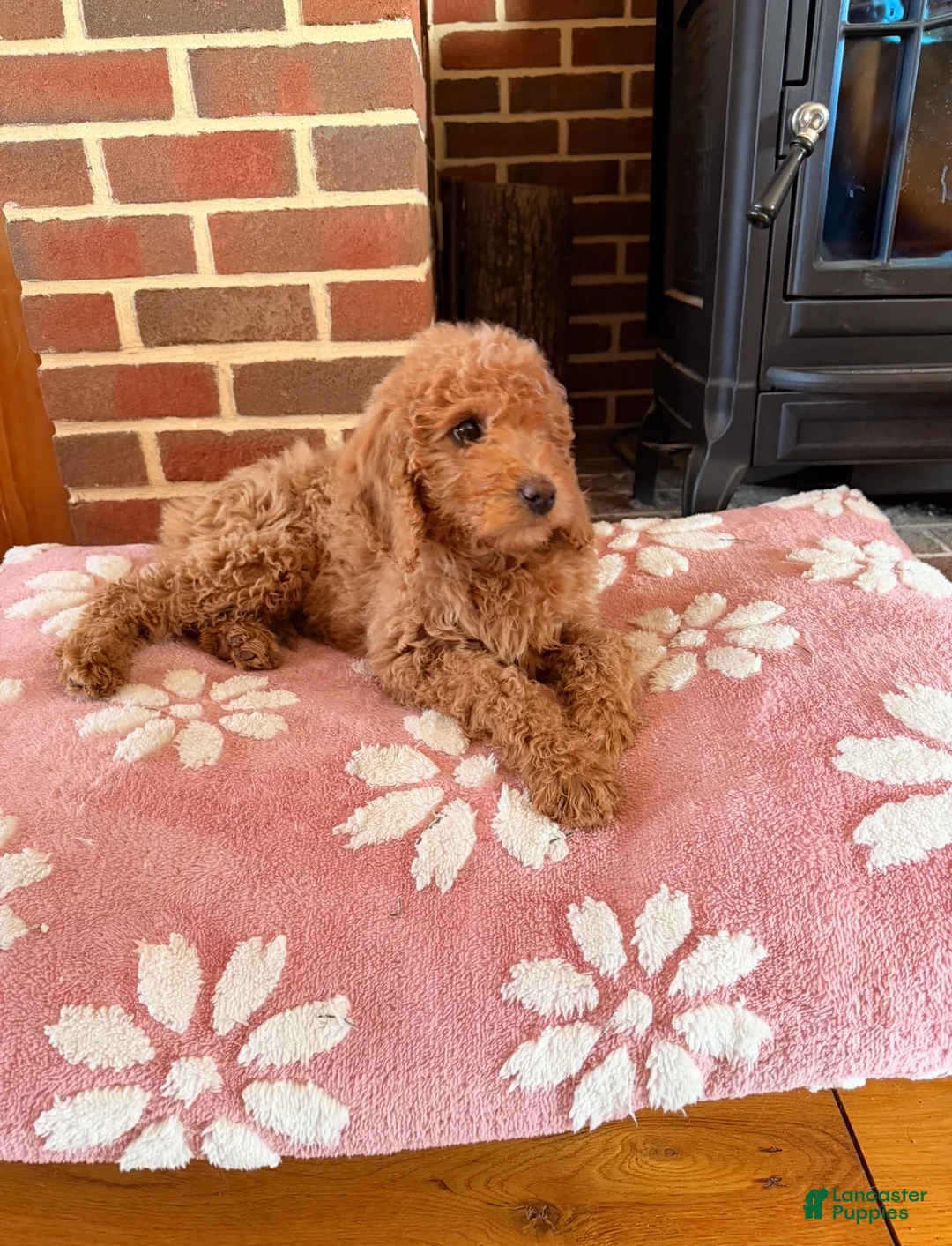 Irish Doodle dogs for sale: Irish Doodle Puppy 1 - Ad 3