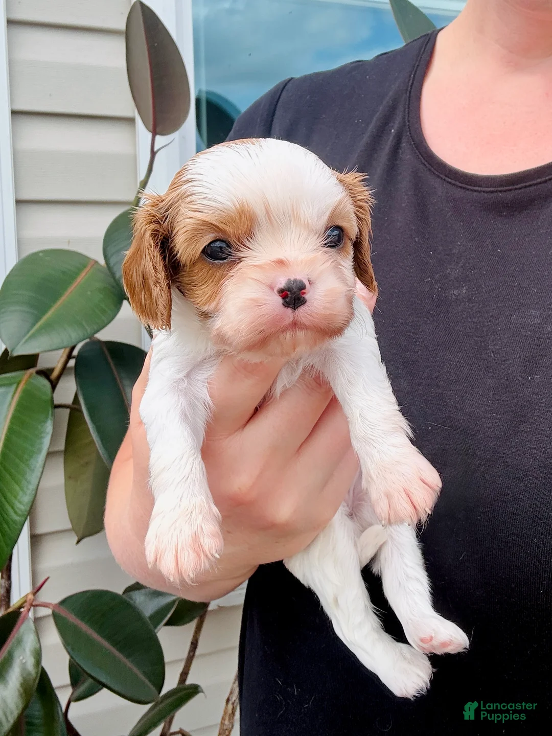Cavalier King Charles Spaniel dogs for sale: Ivy - Ad 1