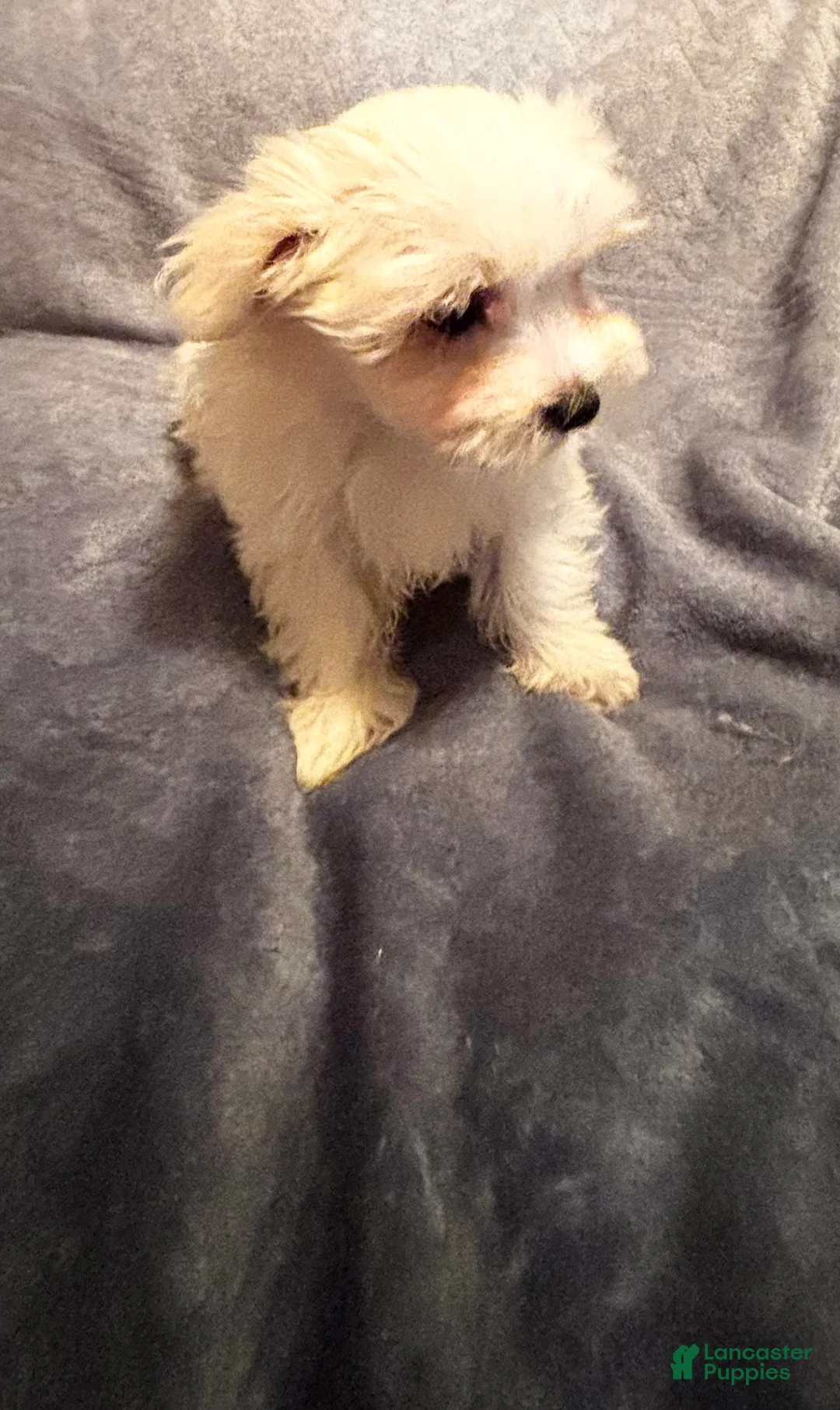 Maltese dogs for sale: Maltese 3 - Ad 2
