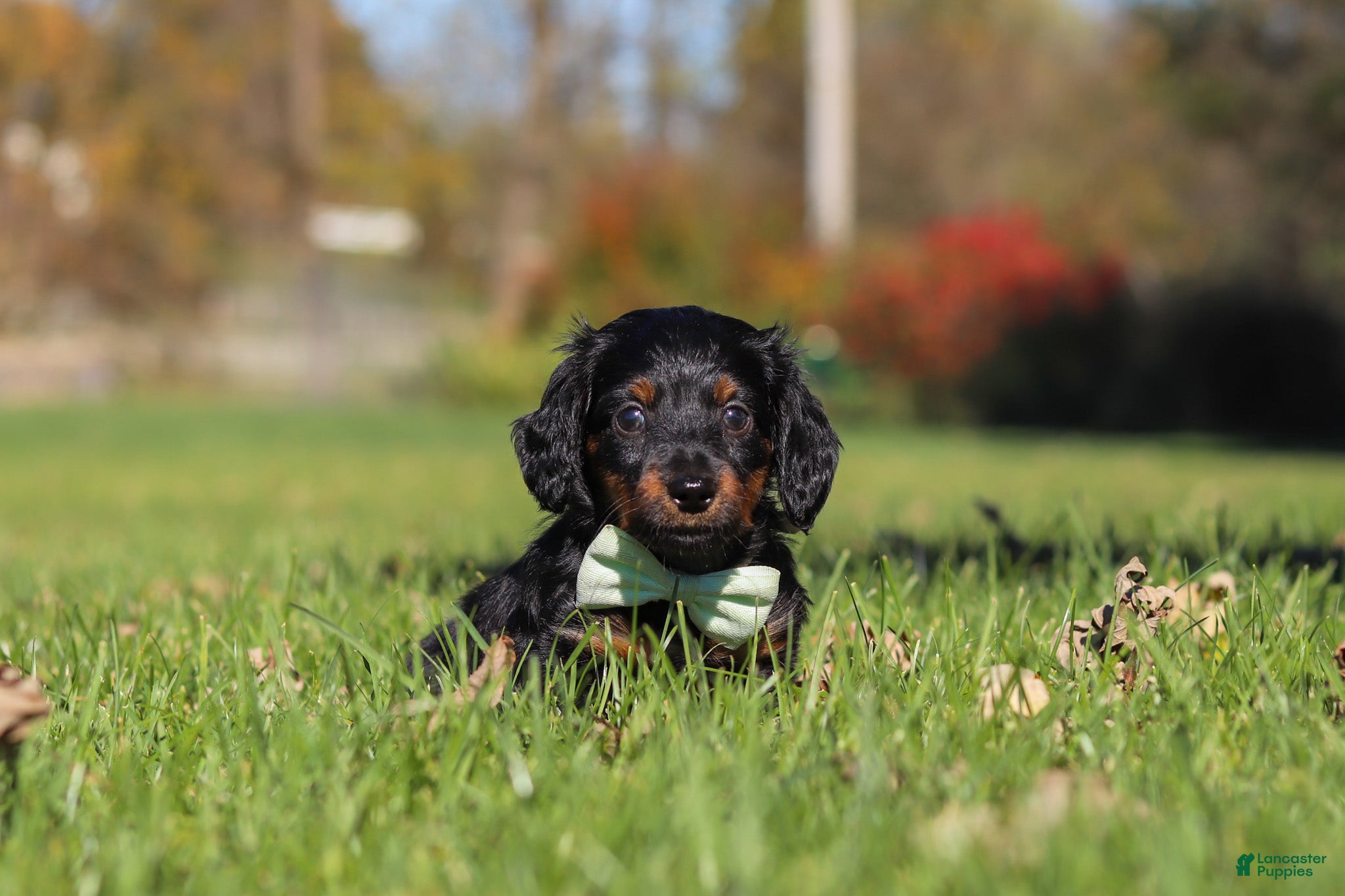Miniature Dachshund dogs Cocktail - Ad 2