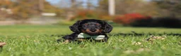 Miniature Dachshund dogs for sale: Cocktail - Ad 2