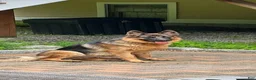 German Shepherd dogs for sale: German Shepherd Neon Collar Male - Ad 5