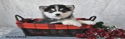 Pomsky dogs for sale: Adrian - Ad 1