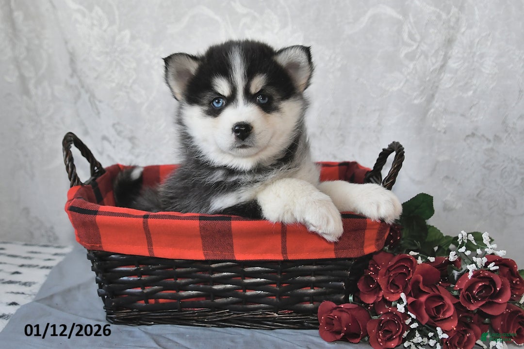 Pomsky dogs for sale: Adrian - Ad 1
