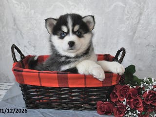 Pomsky dogs Adrian - Ad 15