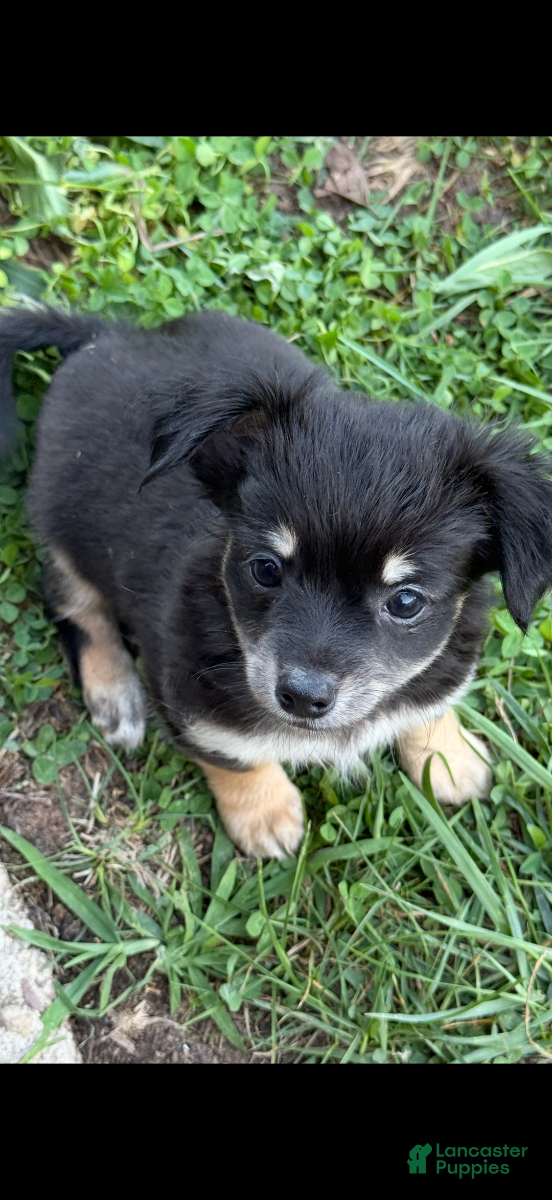 Chihuahua dogs for sale: Little bear - Ad 4