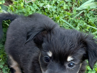 Chihuahua dogs - Ad 11