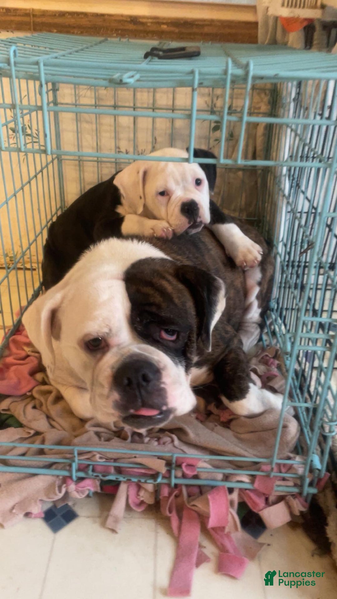 Olde English Bulldogge dogs for sale: Olde English Bulldogge Puppy 1 - Ad 2