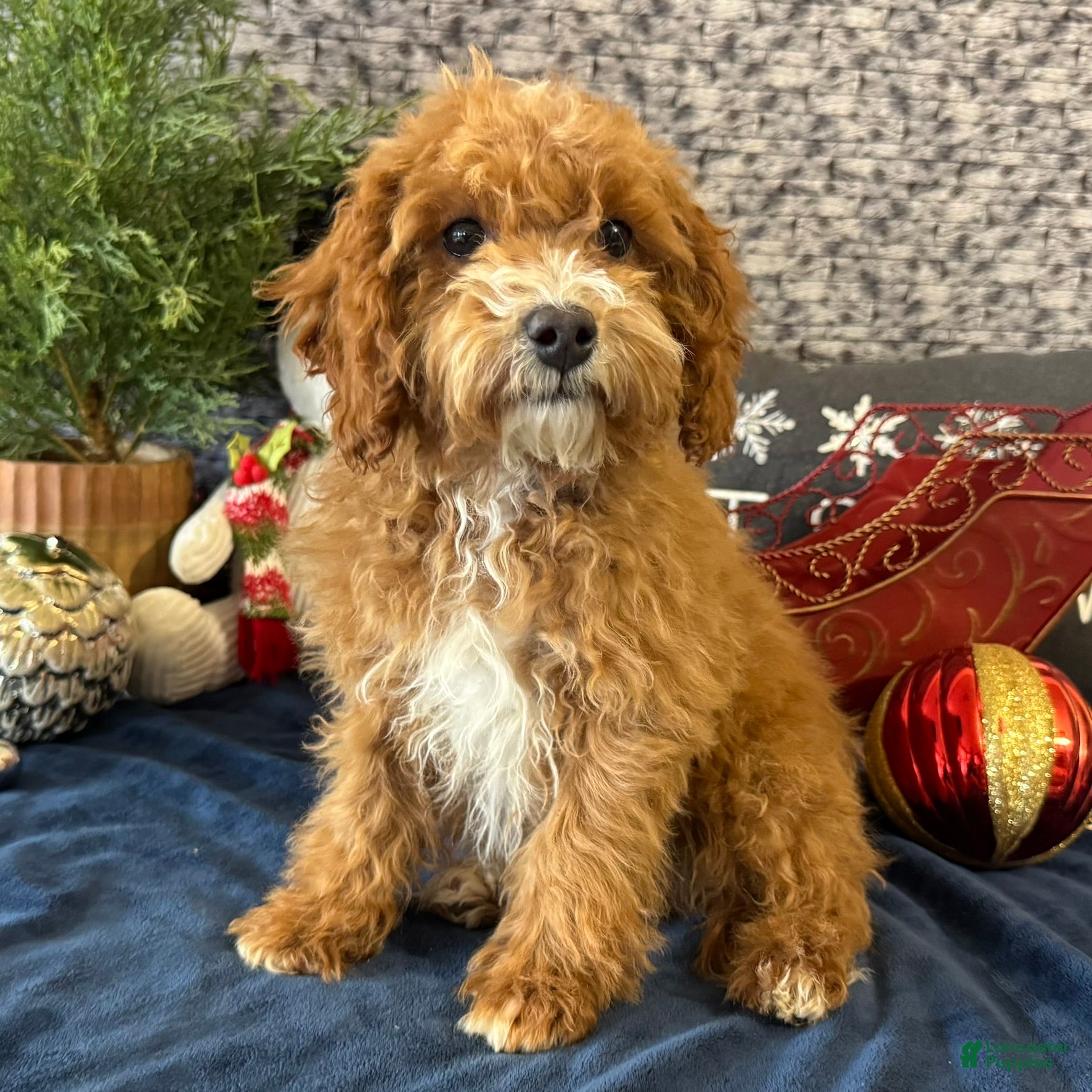 Cavapoo dogs Nicholas - Ad 39