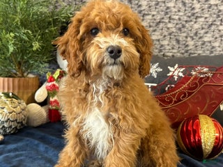 Cavapoo dogs Nicholas - Ad 39