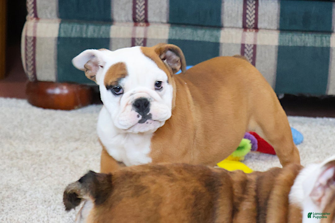 English Bulldog dogs for sale: English Bulldog Puppy 3 - Ad 3