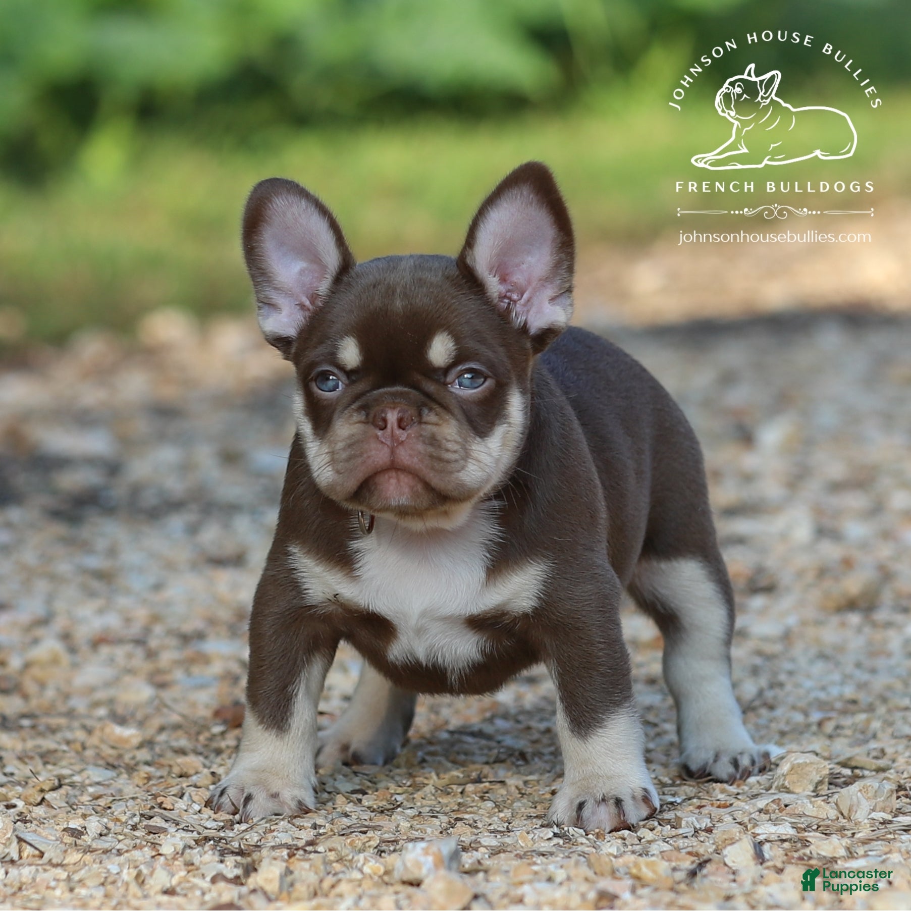 French Bulldog dogs Jerry - Ad 1
