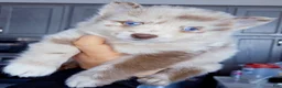 Pomsky dogs for sale: Lava Lavender Merle  - Ad 2