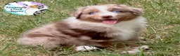 Australian Shepherd dogs for sale: Spider - Ad 3