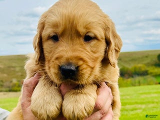 Golden Retriever dogs - Ad 8