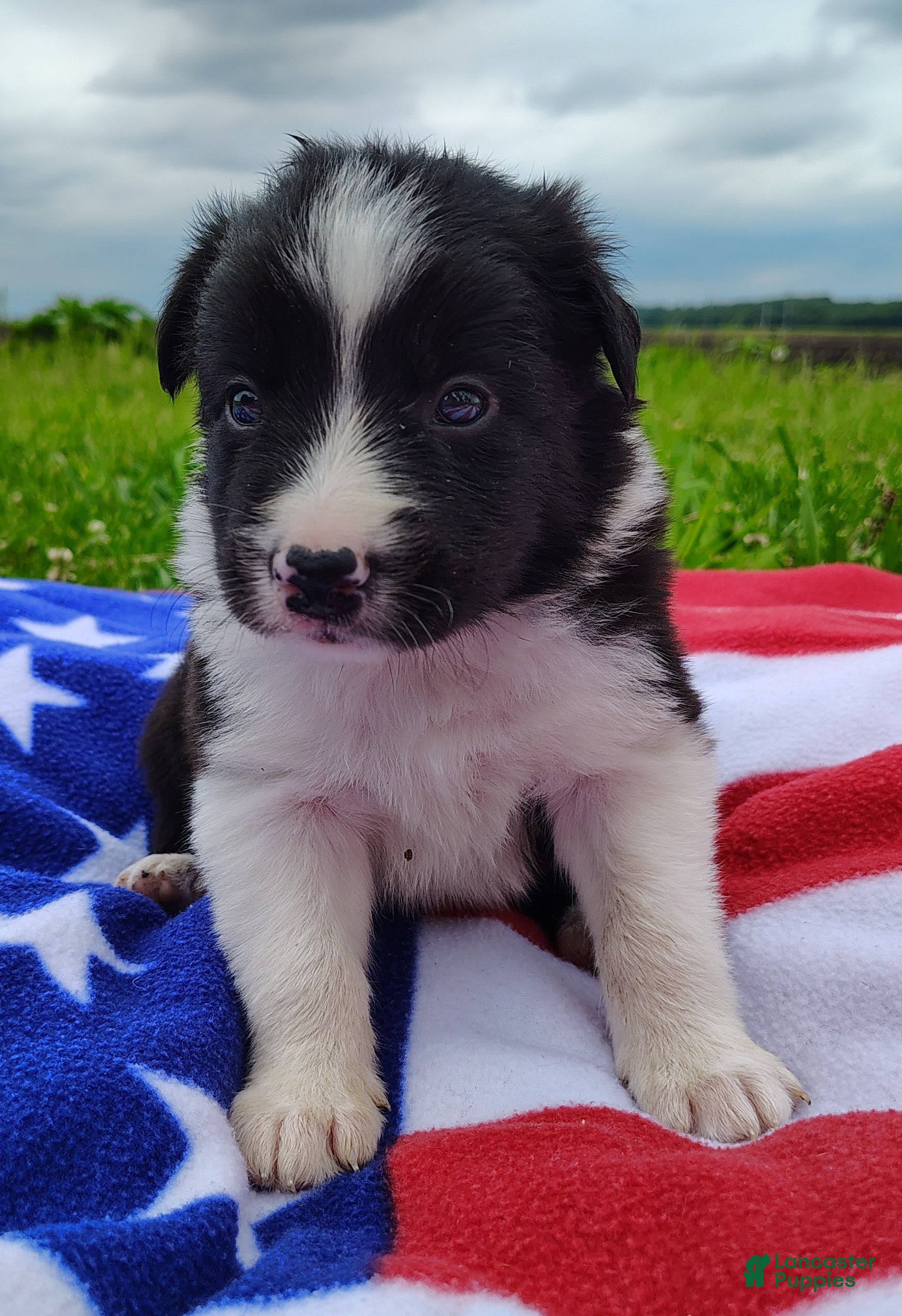 Border Collie dogs Finnley  - Ad 1
