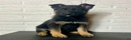 German Shepherd dogs for sale: Dory - Ad 1