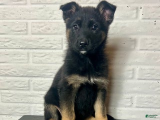 German Shepherd dogs Dory - Ad 7