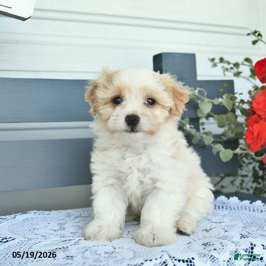 Havanese dogs Darwin  - Ad 1