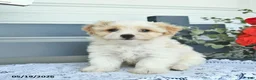 Havanese dogs for sale: Darwin  - Ad 1
