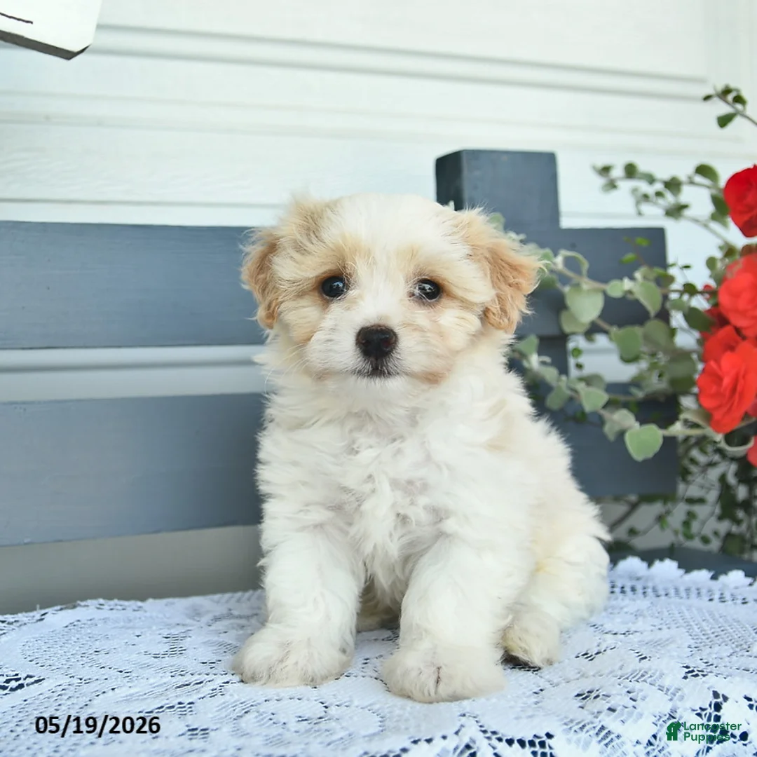 Havanese dogs for sale: Darwin  - Ad 1