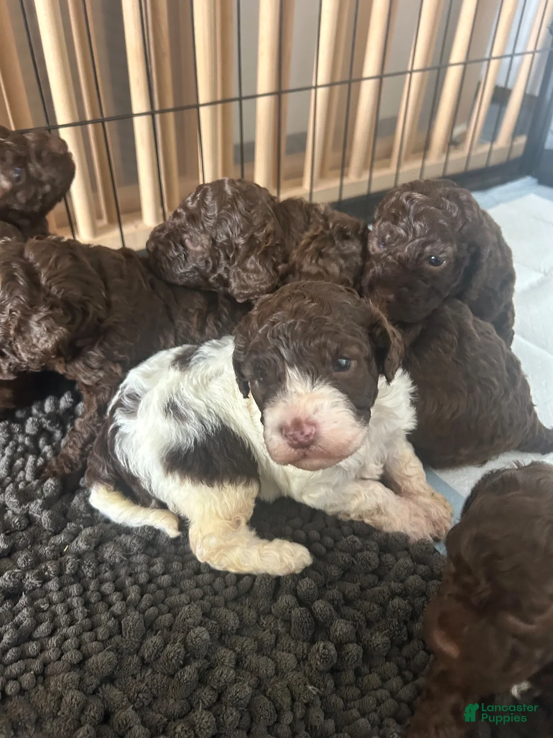 Lagotto Romagnolo dogs for sale: Dolly - Ad 5