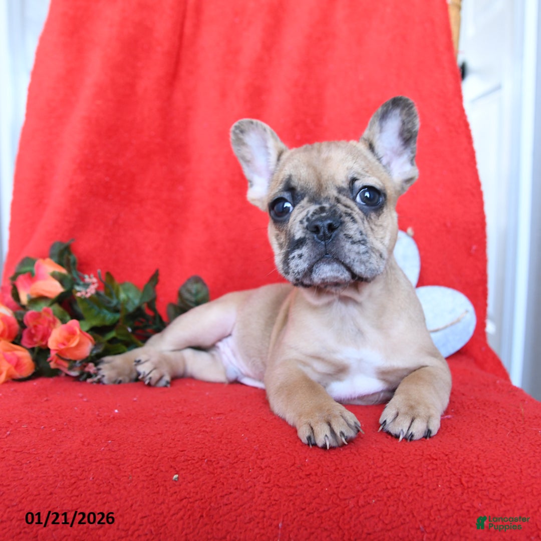 French Bulldog dogs for sale: Blaze - Ad 3