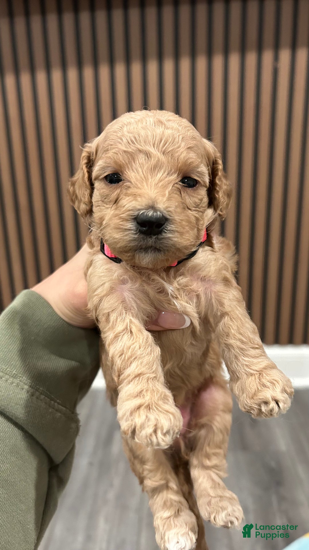 Goldendoodle dogs for sale: Chase - Ad 3