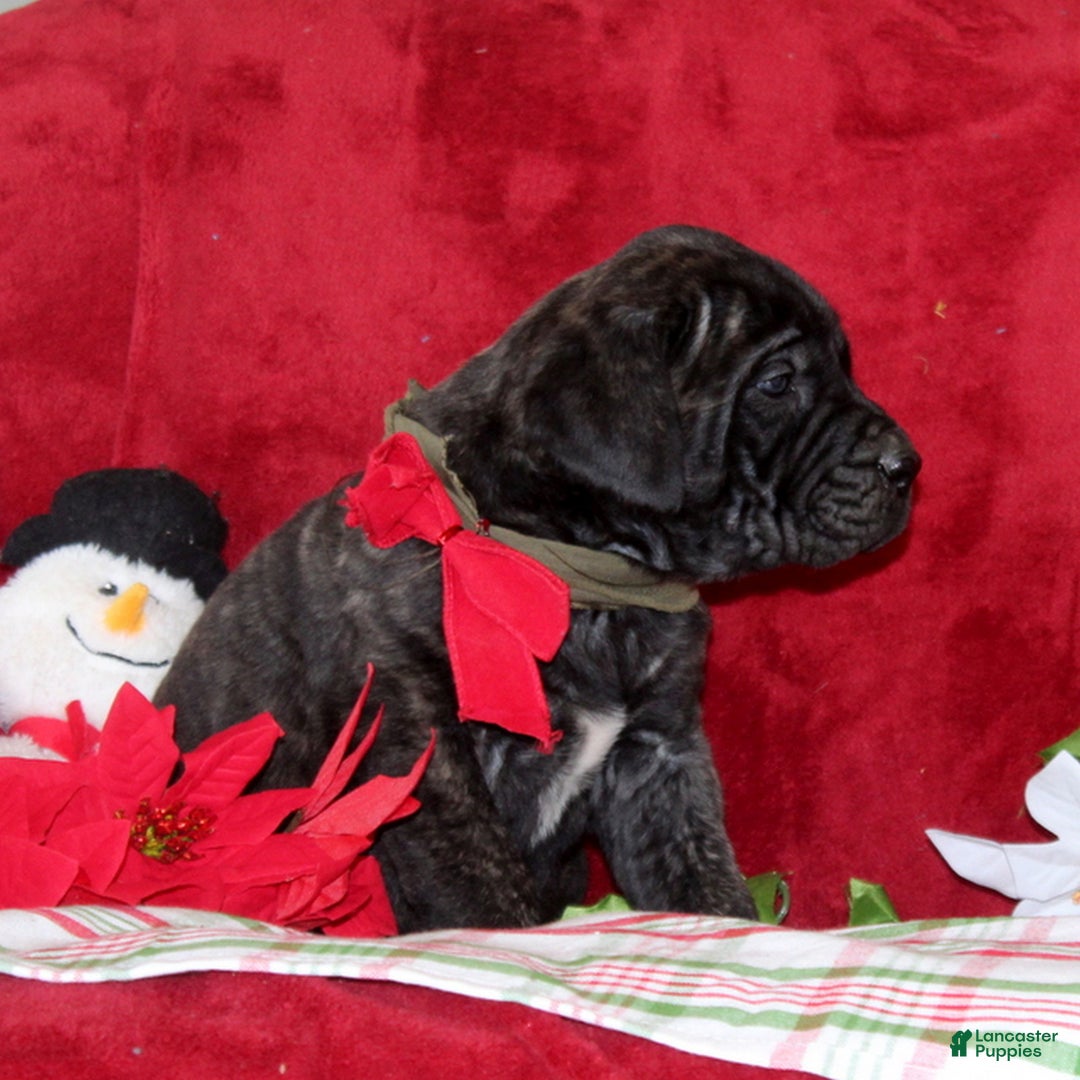 English Mastiff dogs for sale: Theo  - Ad 2