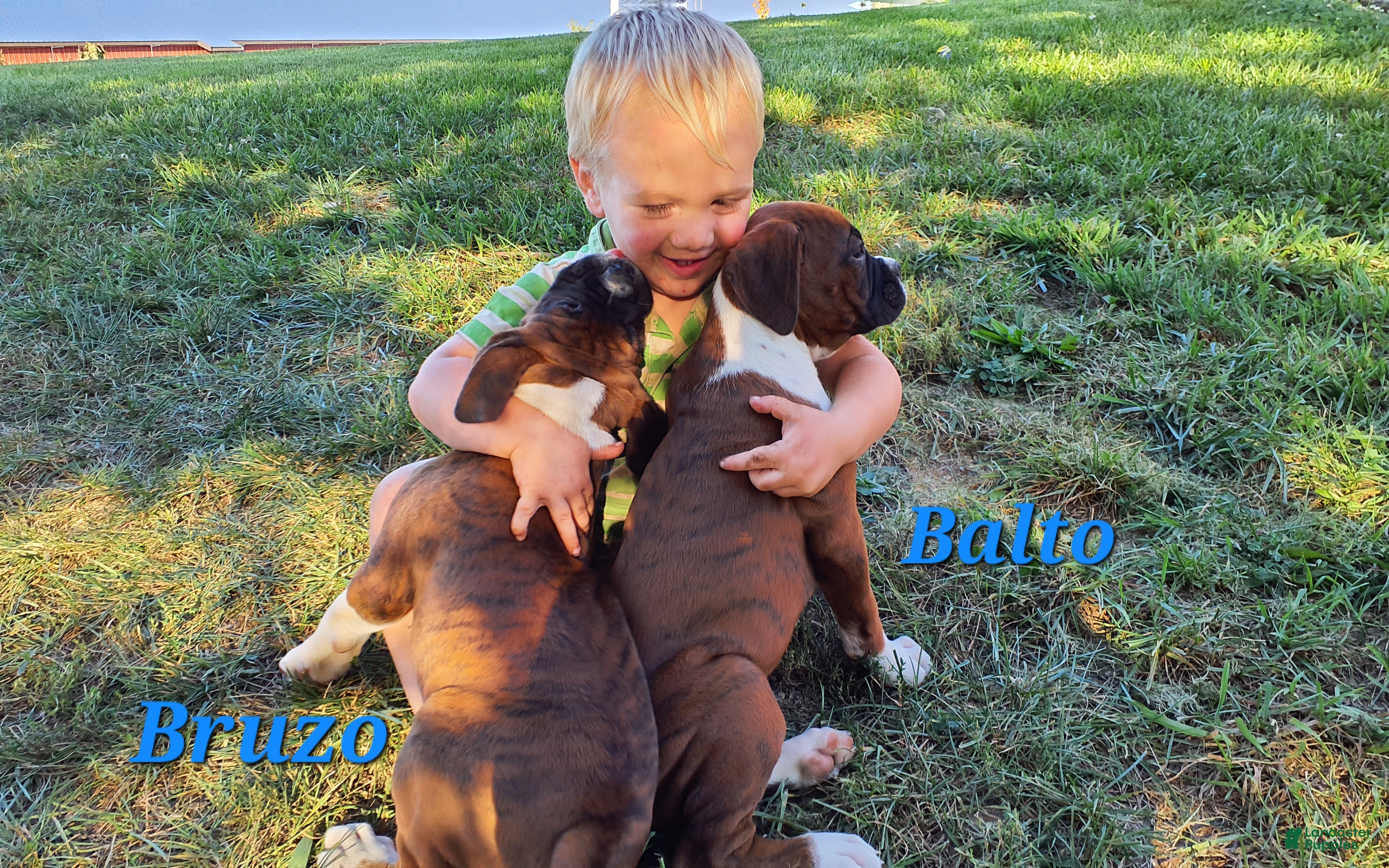 Boxer dogs Bruzo AKC - Ad 2