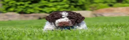 Lagotto Romagnolo dogs for sale: Riley - Ad 6