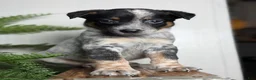 Australian Cattle Dog dogs for sale: Duke - Ad 6