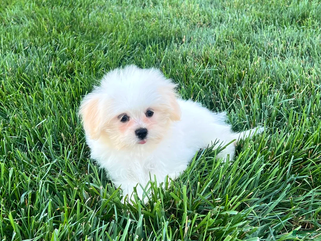 Lhasa Apso dogs for sale: Princess - Ad 8