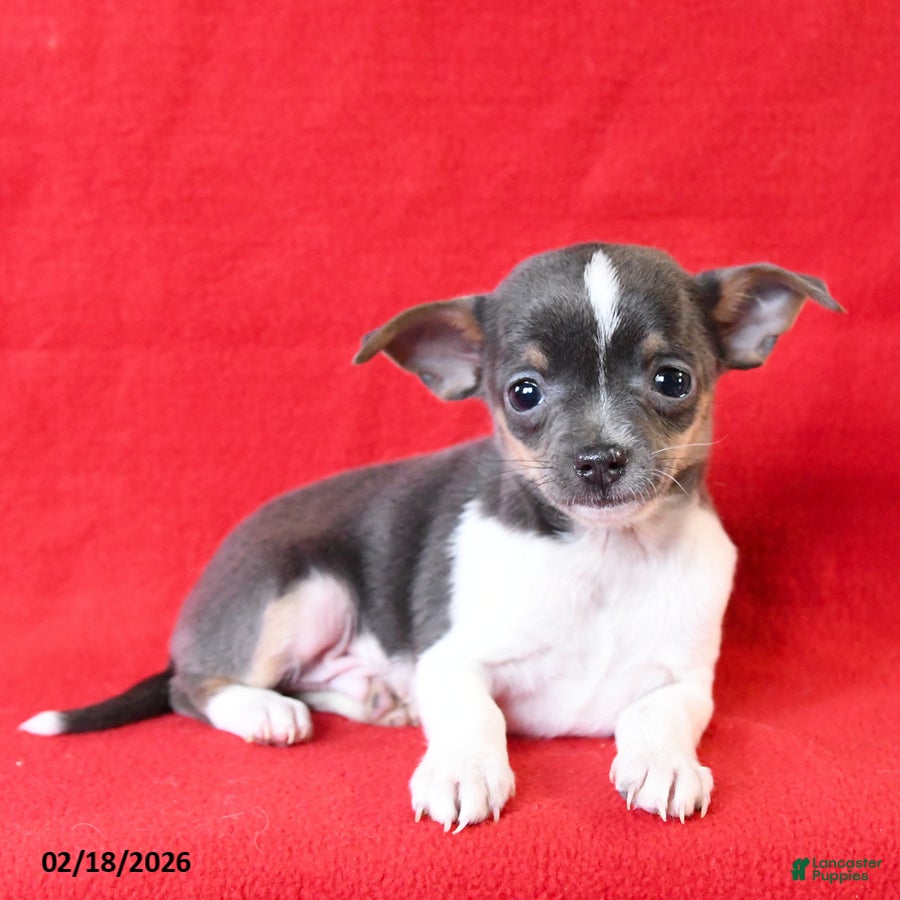 Chihuahua dogs Rico  - Ad 1