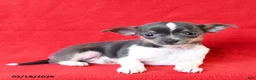 Chihuahua dogs for sale: Rico  - Ad 1
