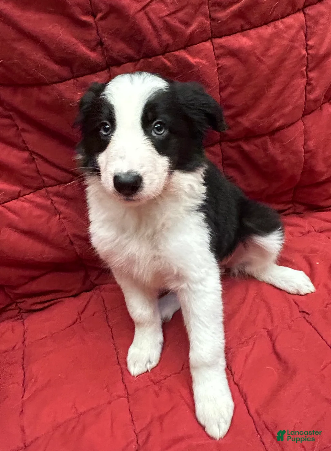 Border Collie dogs for sale: Faye - Ad 1