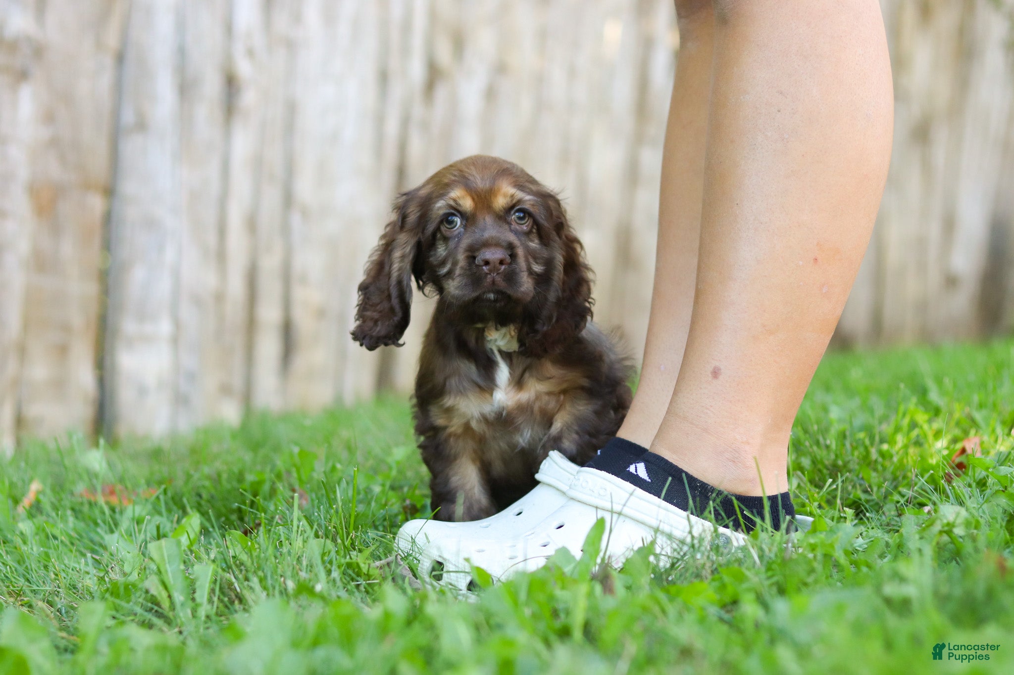 Cocker Spaniel dogs Sophia - Ad 2
