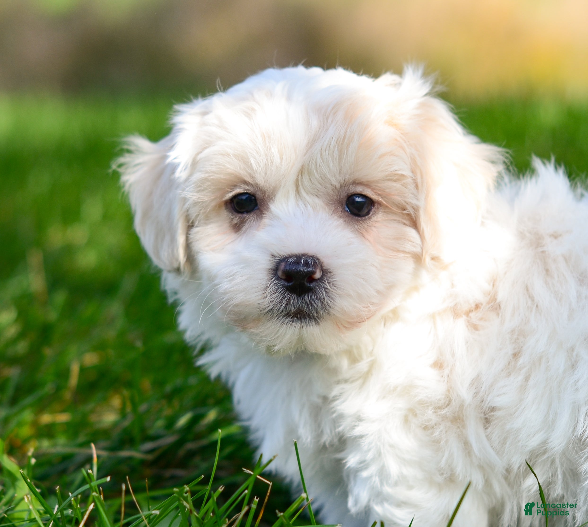 Teddy Bear dogs Fergus - Ad 17