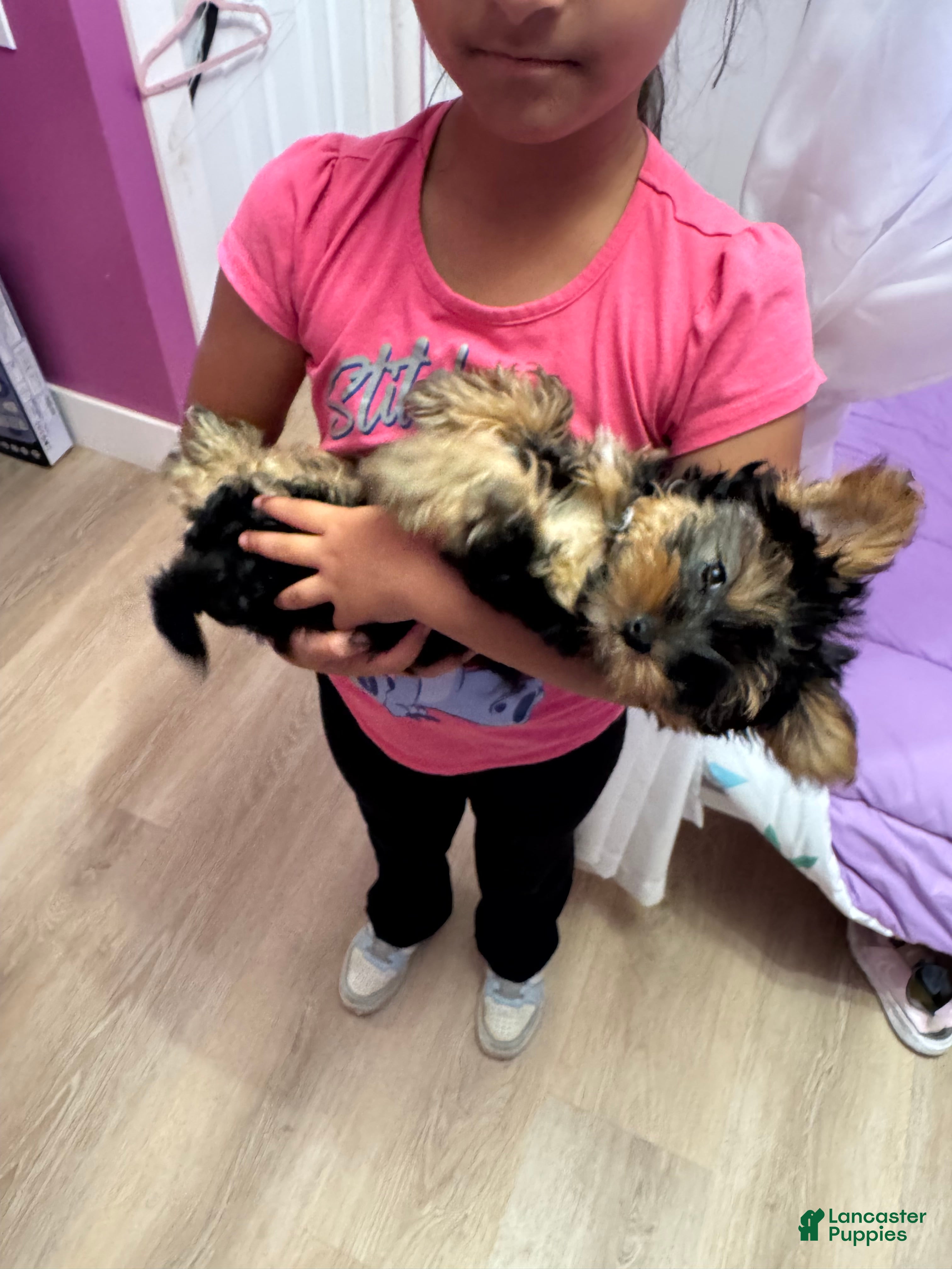 Yorkshire Terrier dogs Yorkshire Terrier Puppy 2 - Ad 37