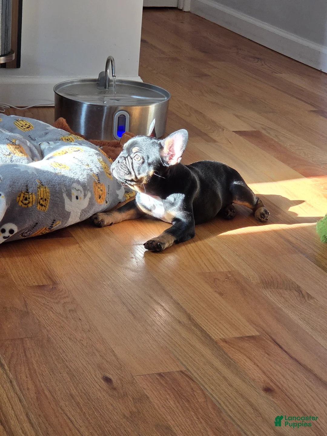 French Bulldog dogs for sale: Java french bulldog  - Ad 2