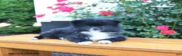 Pomeranian dogs for sale: Marky - Ad 4