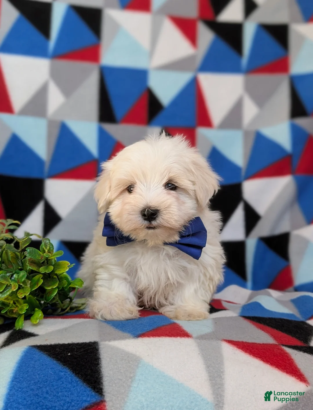 Maltese dogs for sale: Hale 7 lbs Full Grown - Ad 2