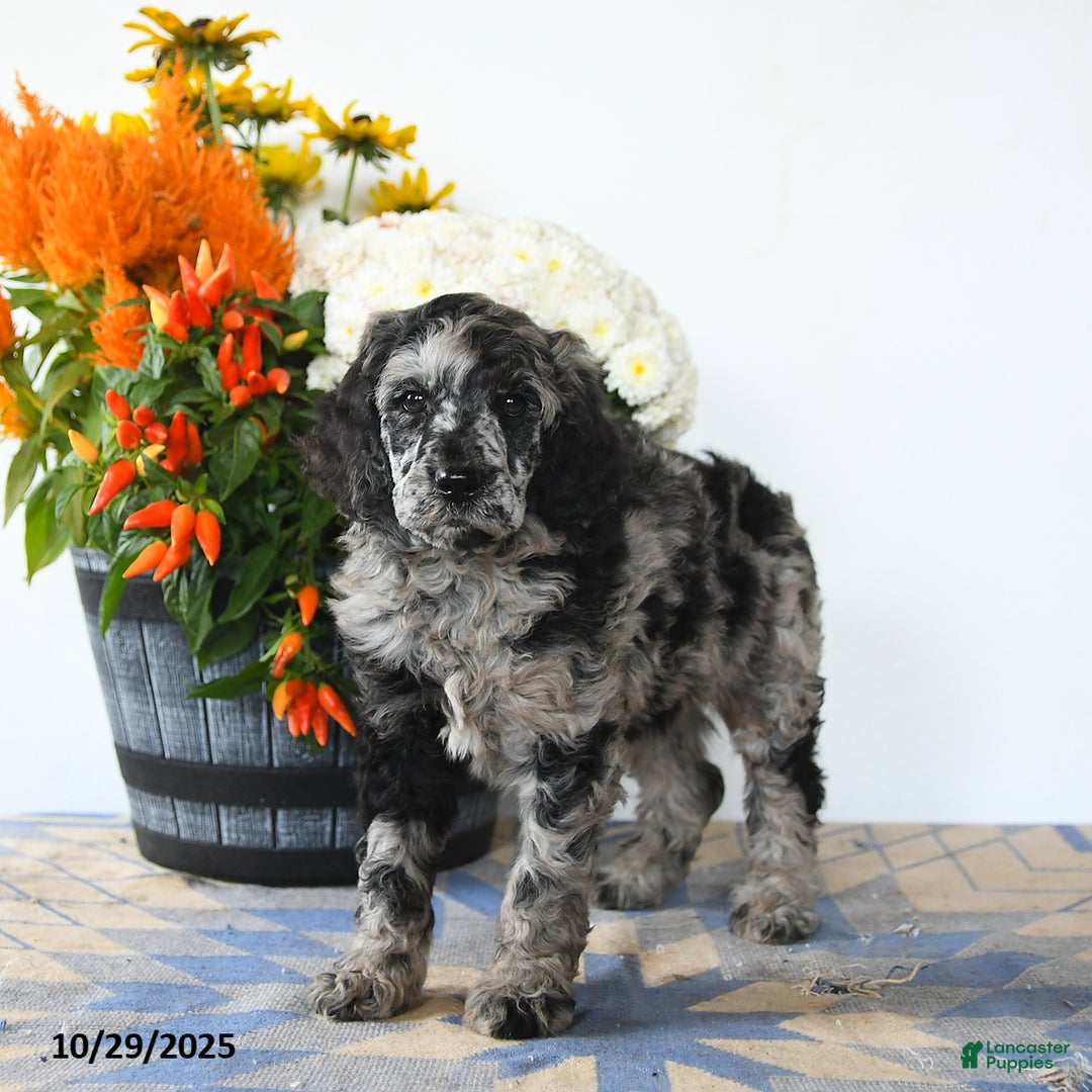 Standard Poodle dogs for sale: Max - Ad 4