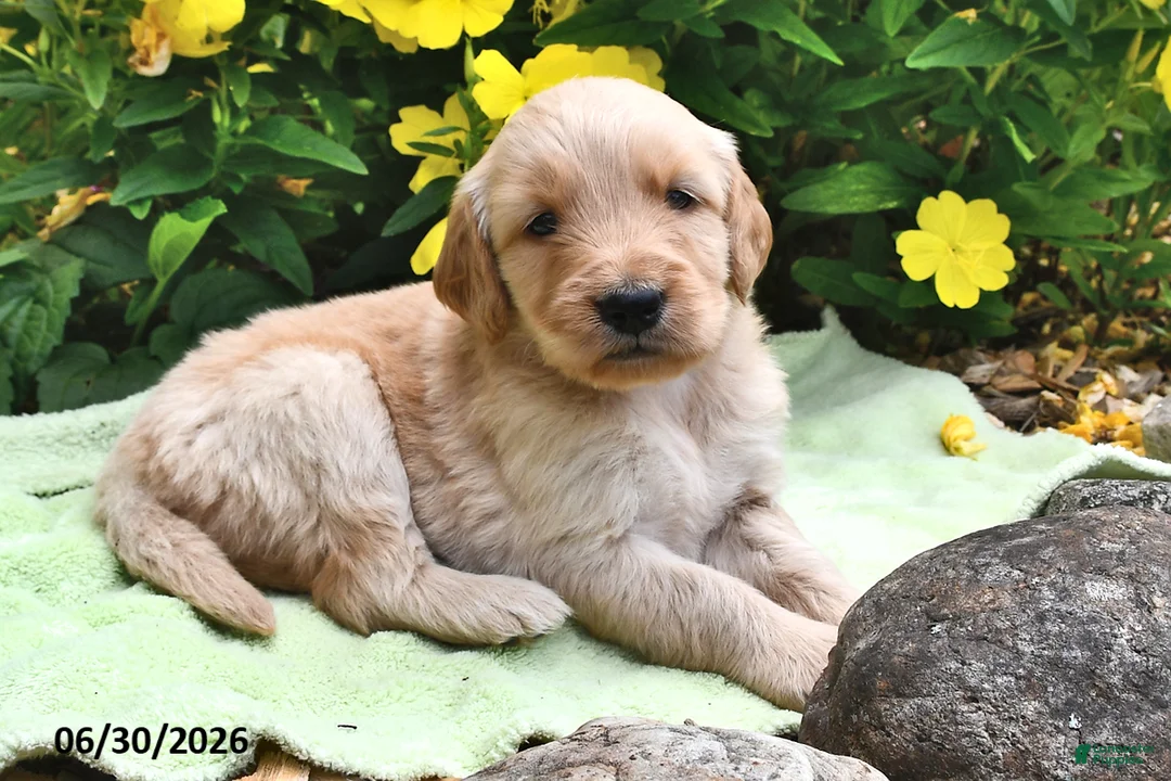 Goldendoodle dogs for sale: Caramel - Ad 1